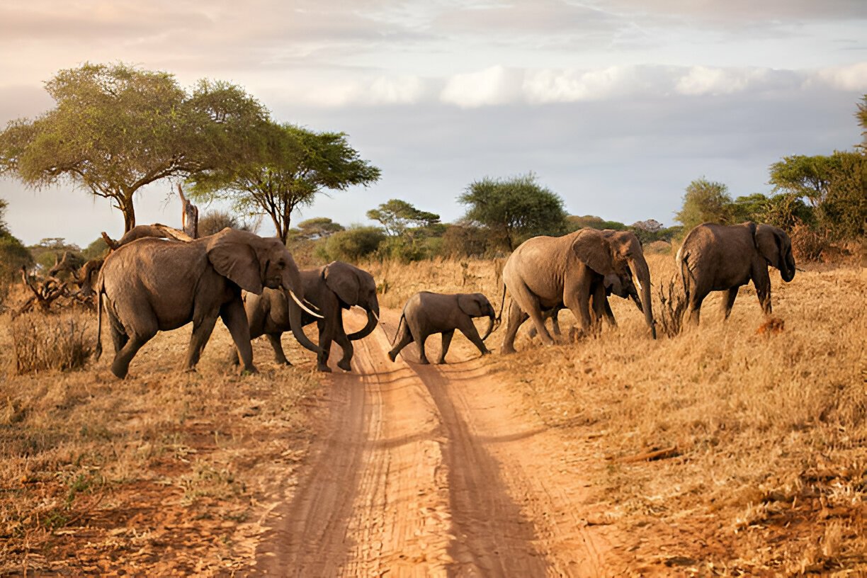 Tarangire National Park