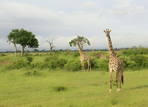 Tanzania Safari Tour Package: Zanzibar to Mikumi National Park