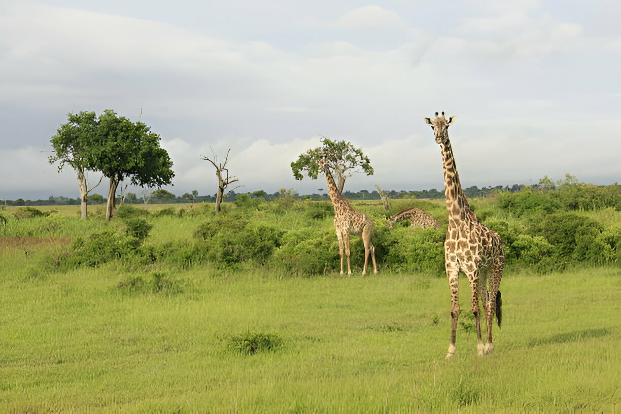 Mikimu National Park