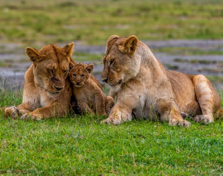 6 Days Wildebeest Migration Safari – Ndutu & Serengeti