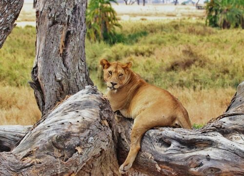 4-DAY TANZANIA SAFARI EXTENSION: NYERERE NATIONAL PARK (FORMERLY SELOUS GAME RESERVE) 🐘🦁