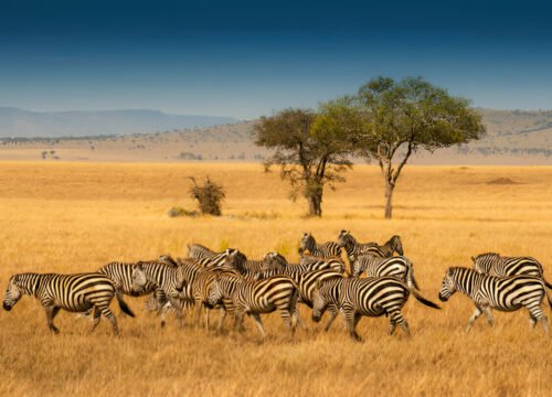 10-Day Cultural Tour from Maasai Lodge to Serengeti National Park