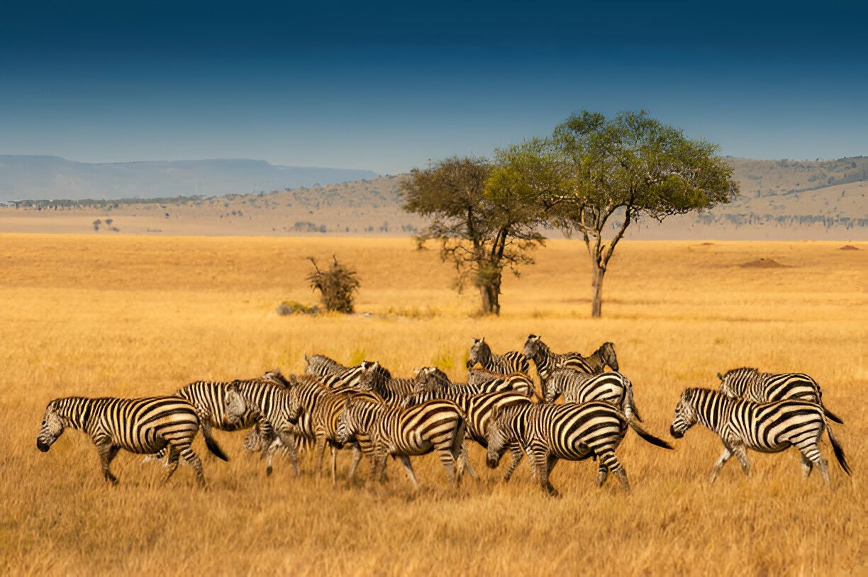 10-Day Cultural Tour from Maasai Lodge to Serengeti National Park