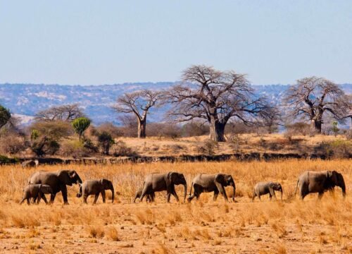 Tarangire National Park Day Trip