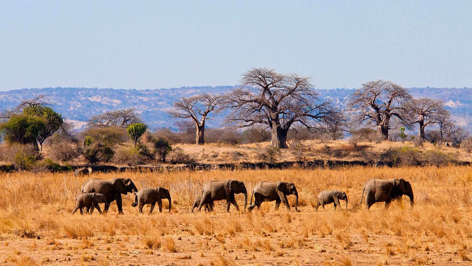 Tarangire National Park Day Trip