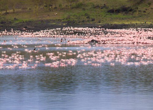 4-Day Ultimate Safari to Manyara, Serengeti & Ngorongoro Crater