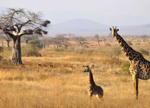 8 Days Fly Safari: Ruaha & Nyerere (Selous) National Park