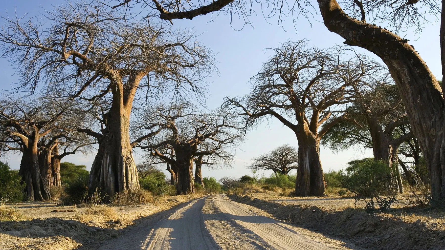 Ruaha National Paek