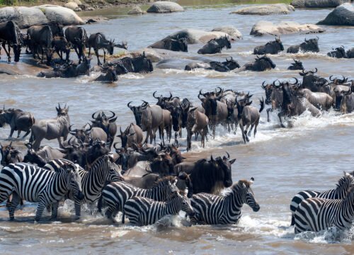 5 DAYS / 4 NIGHTS MIGRATION SAFARI EXPERIENCE