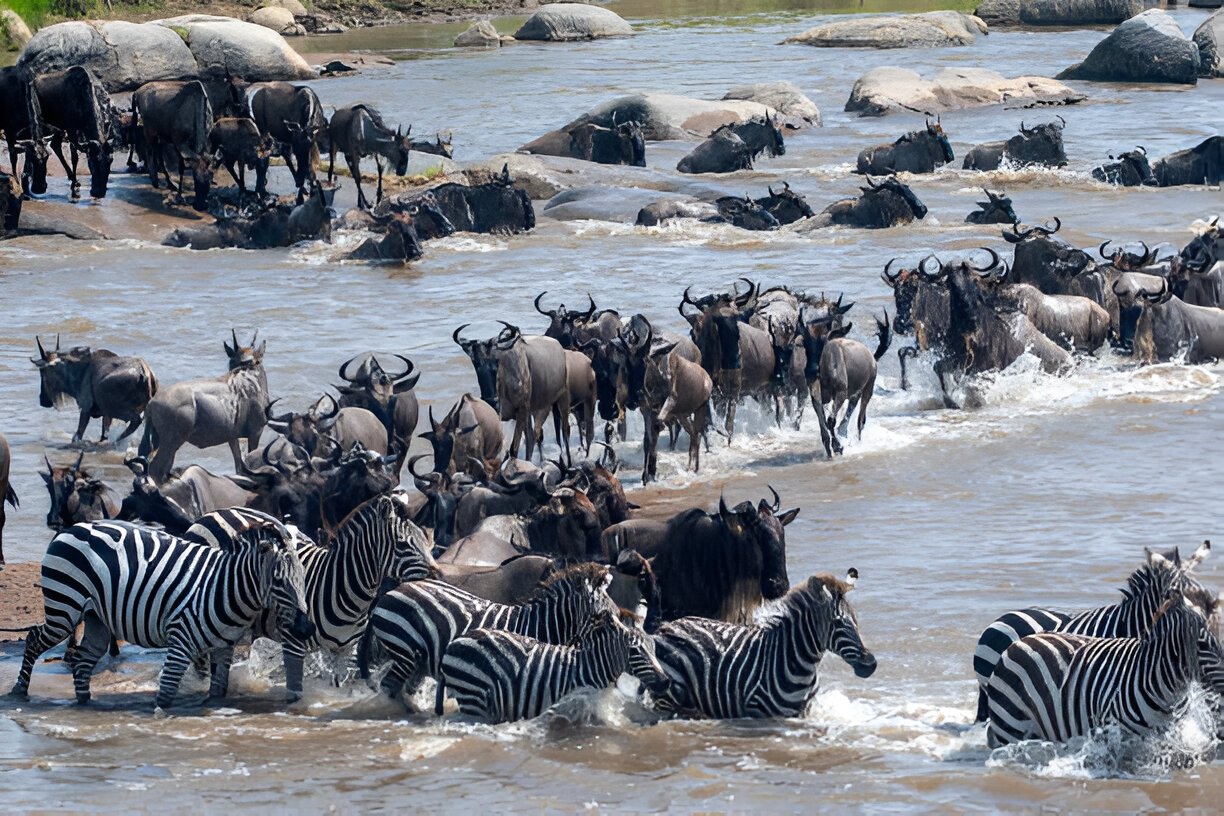 5 DAYS / 4 NIGHTS MIGRATION SAFARI EXPERIENCE