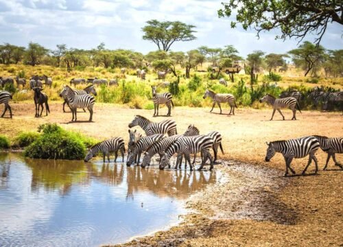 7-DAY TANZANIA SAFARI: TARANGIRE, NGORONGORO, SERENGETI & LAKE MANYARA